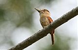 Barred Puffbirdborder=